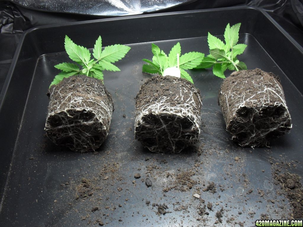 Пересадка ростков марихуаны закладка купить пермь