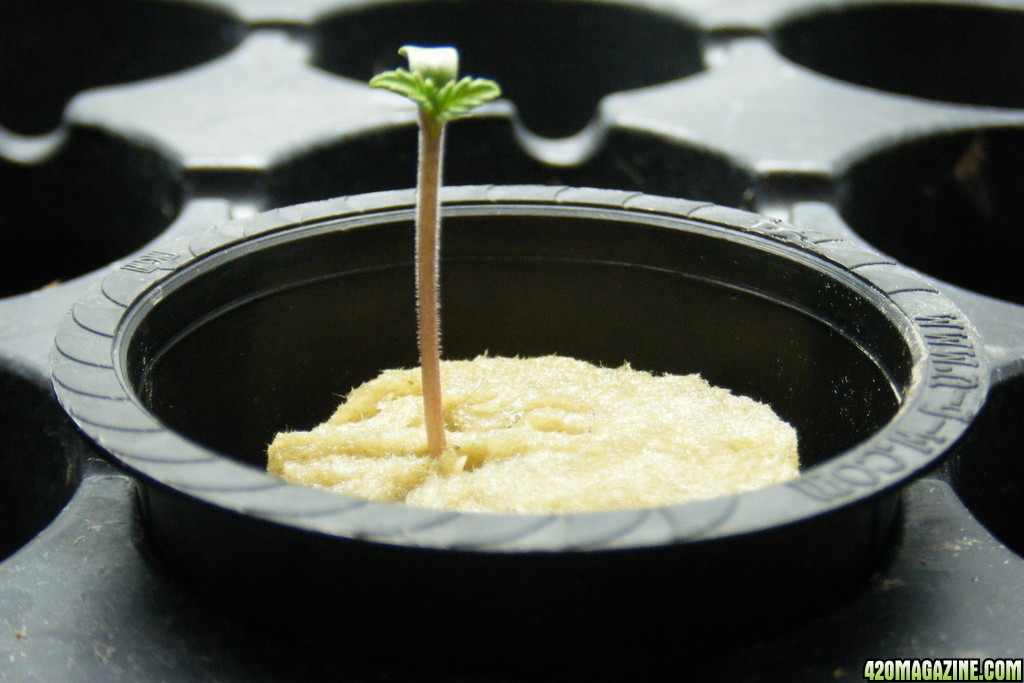 008_sprout.JPG