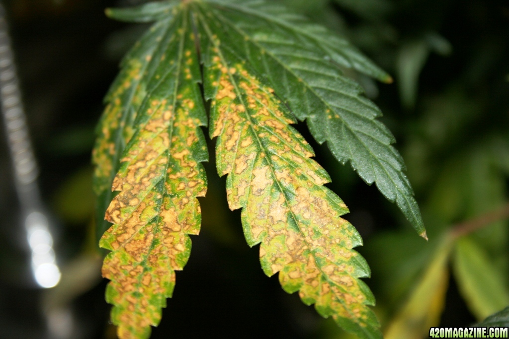 Ржавчина листьев конопли анонимно о торговле наркотиков