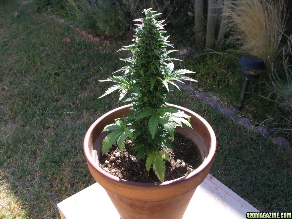 Вырастить куст марихуаны оптовая торговля семенами