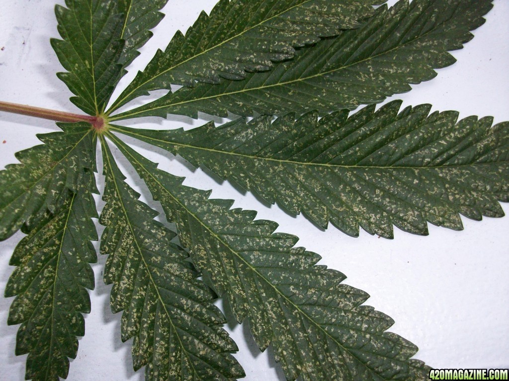 White Silver Spots On My Leaves Help With Photo 420 Magazine