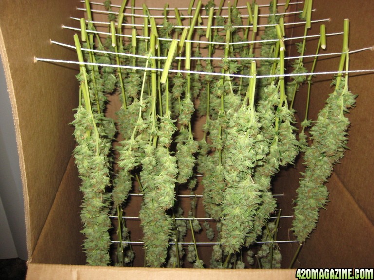 Marijuana Pills For Pain Diy Marijuana Drying Box