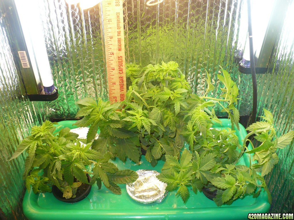 11-27-15_day_35_from_seed_after_FIM_and_trim_005.JPG