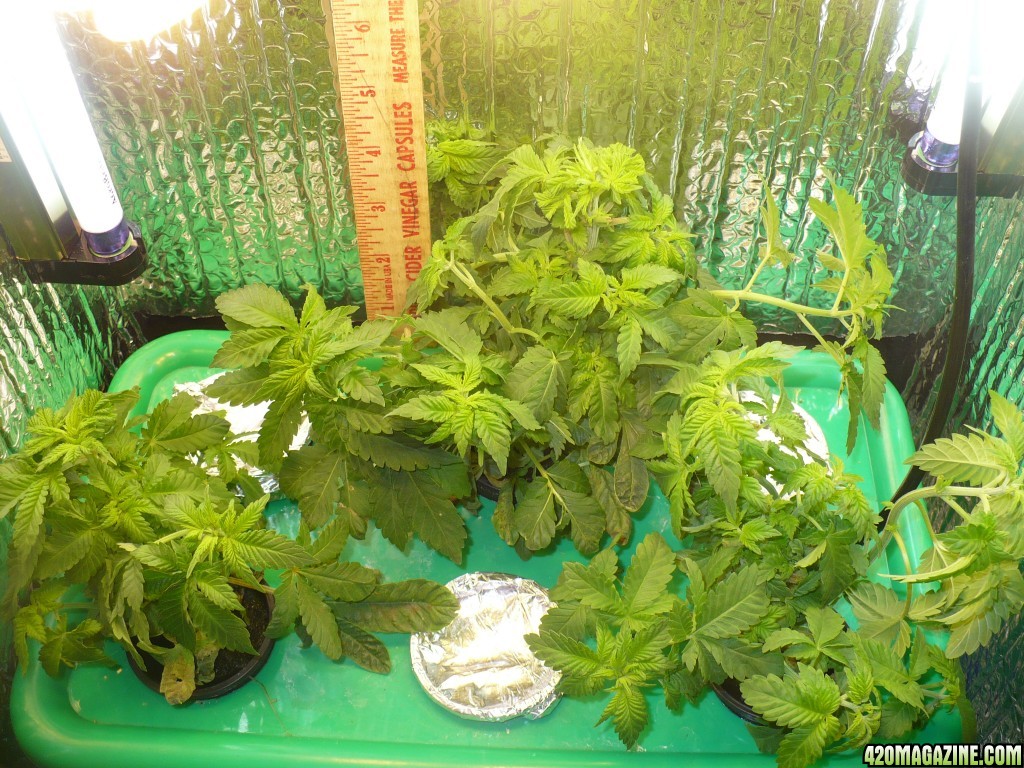 11-27-15_day_35_from_seed_after_FIM_and_trim_006.JPG