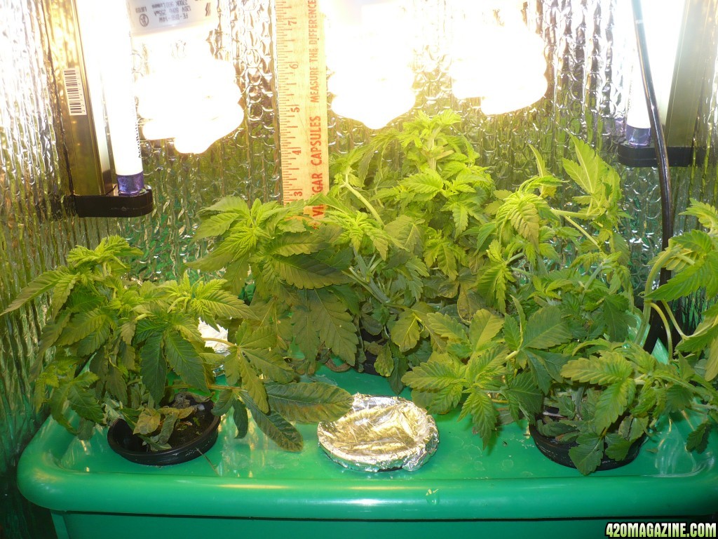 11-27-15_day_35_from_seed_after_FIM_and_trim_007.JPG
