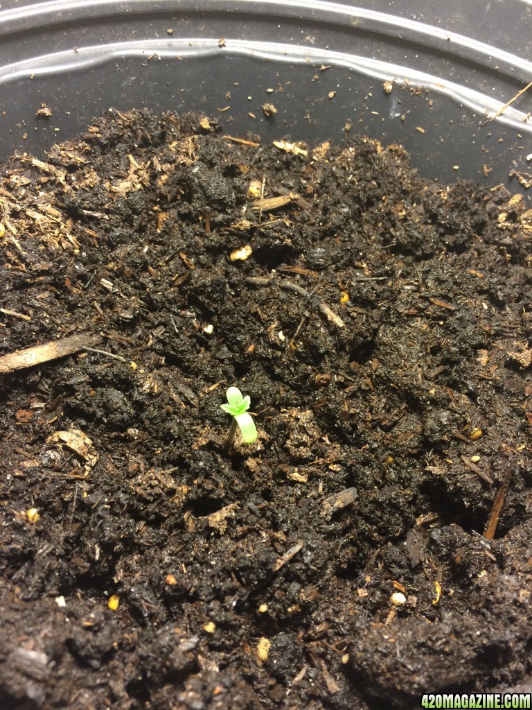 16-03-27_Day_2_First_Leaves_Plant_1_1_.JPG