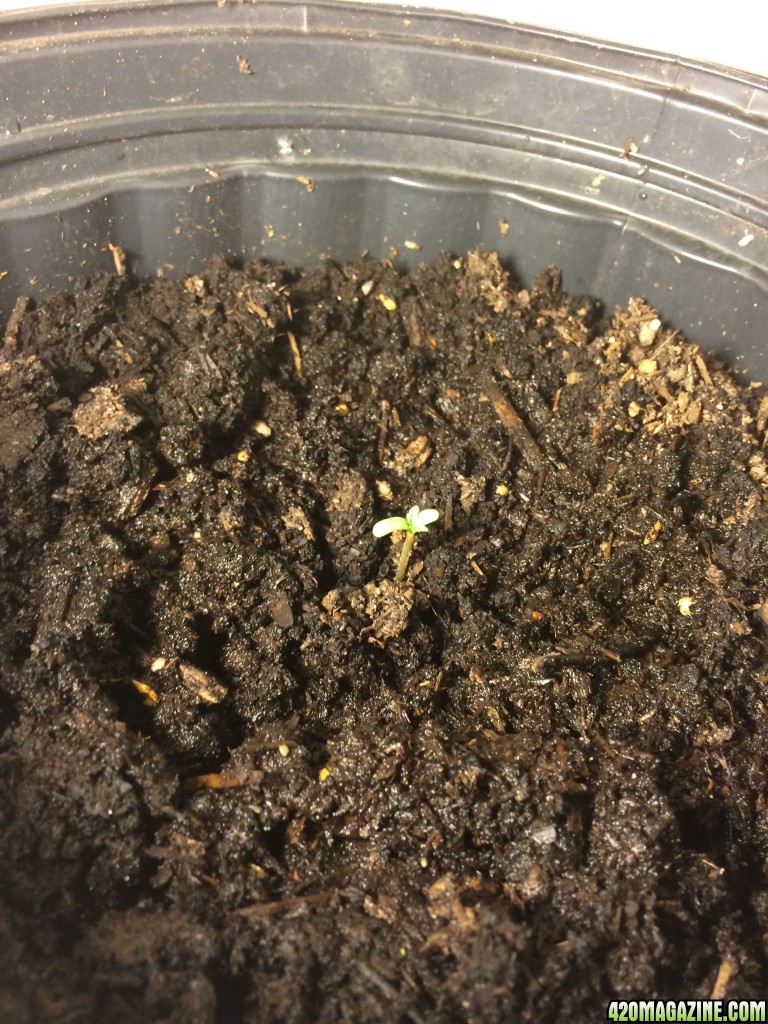 16-03-27_Day_2_First_Leaves_Plant_1_2_.JPG