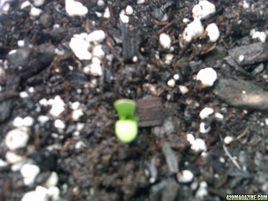 1st_NLxSk_seedling_to_sprout_on_4_17_11.jpg