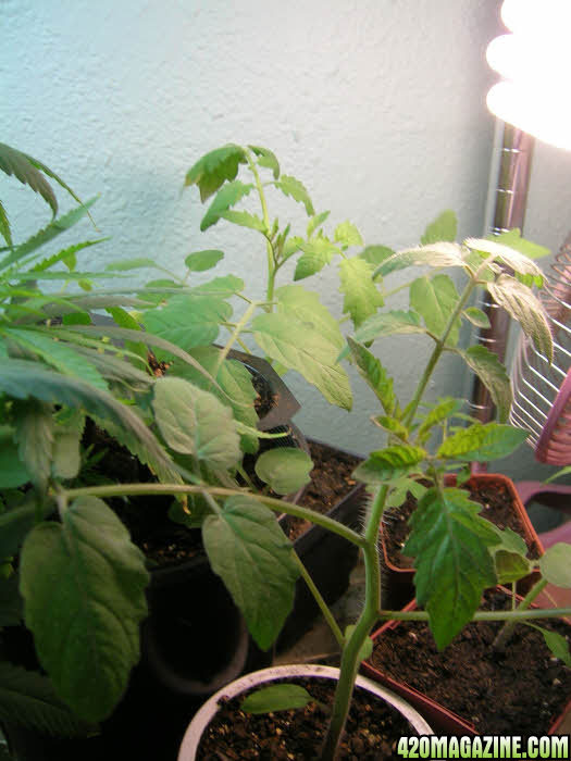 2013-April-tomato-seedlings-2.jpg