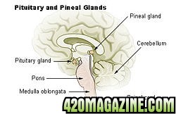 250px-Illu_pituitary_pineal_glands.jpg