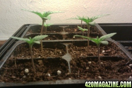 2_Seedlings.jpg