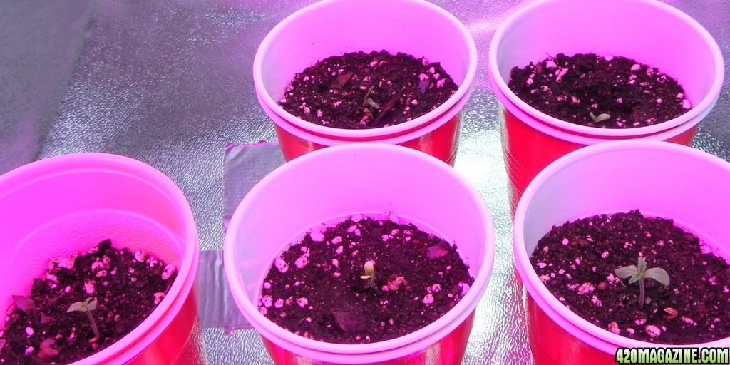 2nd_Group_Of_Germinated_Seedlings_Day_1_From_Seed.JPG