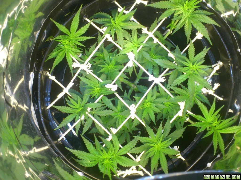 37_Day_Old_Sweet_Cheese_-_Pic_Of_New_Growth_AFter_Defoliation.JPG