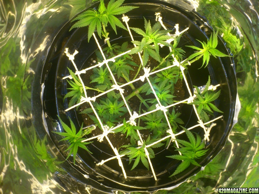 37_Day_Old_Sweet_Cheese_After_Defoliation.JPG