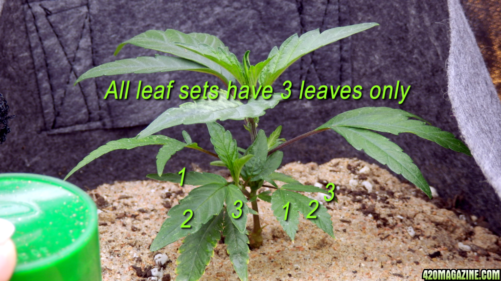 3leafset.png