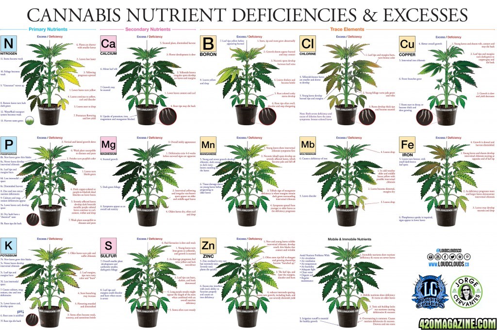 454193678-marijuana-deficiency-chart-jorge-cervantes.jpg