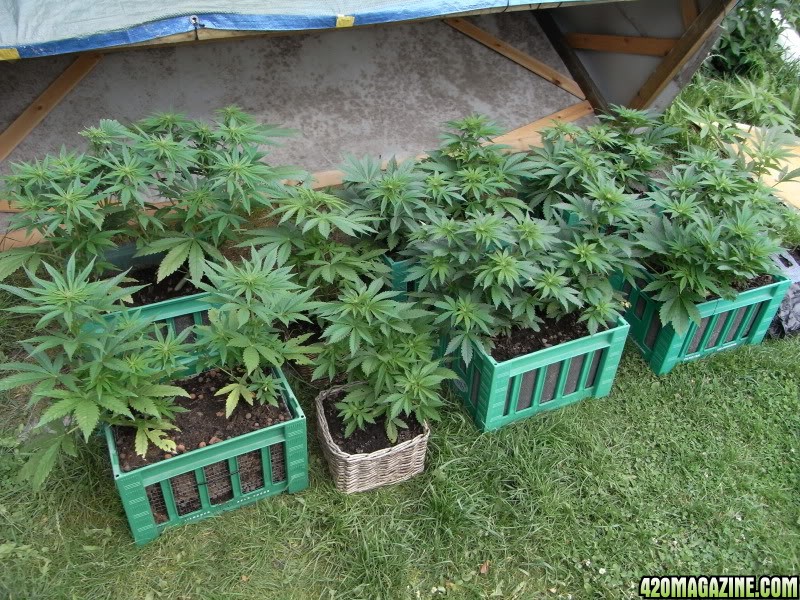 как вырастить марихуану в саду