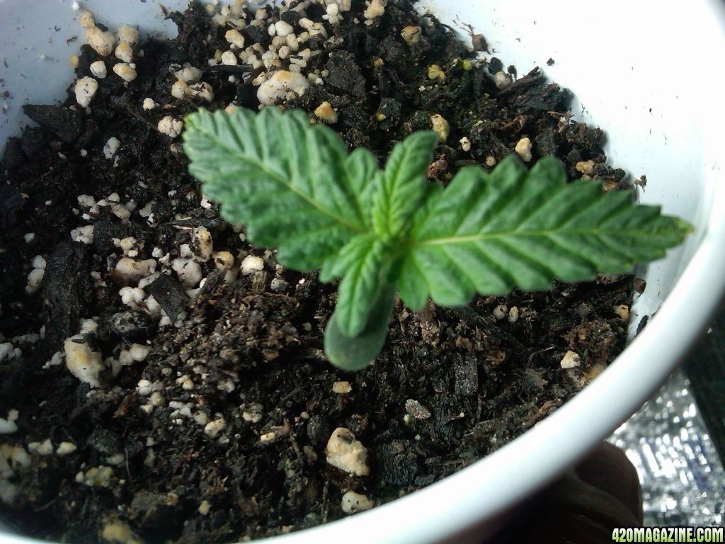 4th_seedling_from_3rd_germination_4_17_11.jpg
