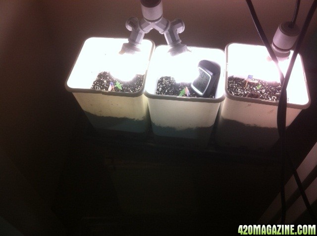 5th_day_from_seed_SD_D_CKM.JPG