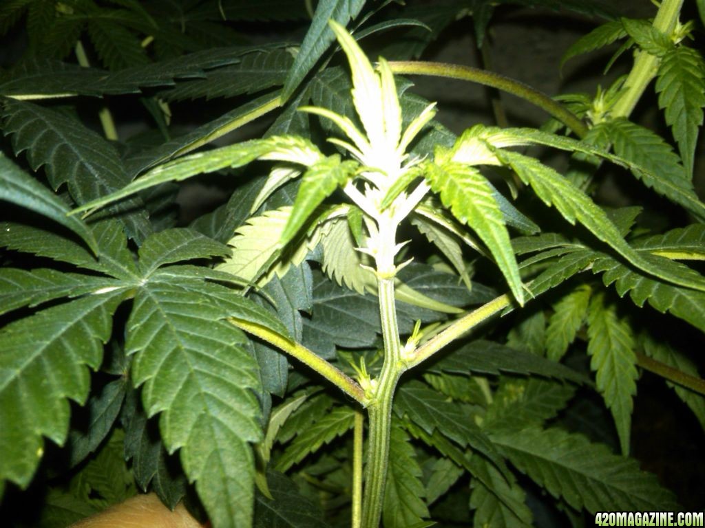 6_2_11_Stumpys_lower_bud_site_from_under_and_side.jpg
