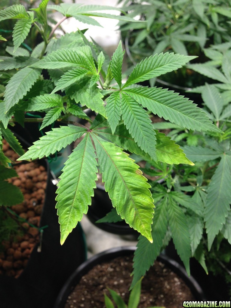 Help to diagnose two tone leaves | 420 Magazine