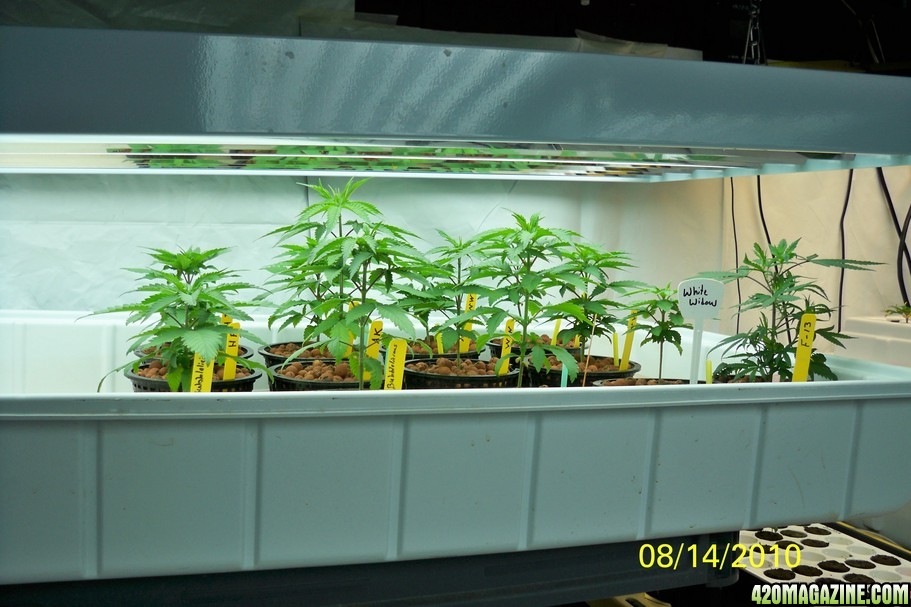 8-14_seedlings.jpg