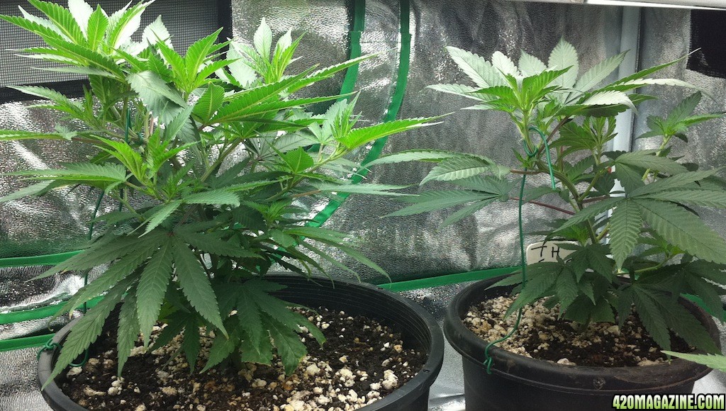 8-28_Kushberry_and_Sage_clones_done_on_7-20_new_mommas_to_be.JPG