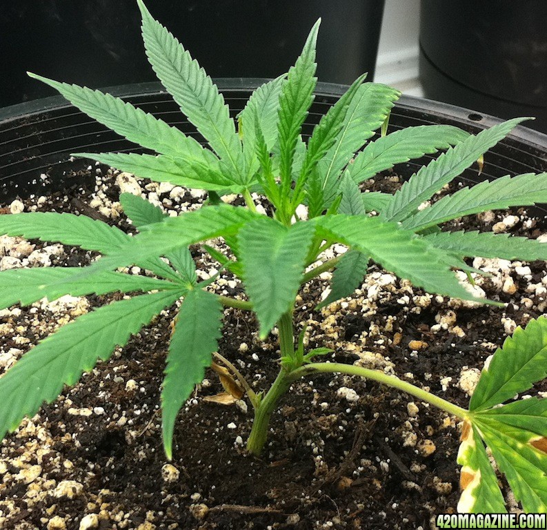 8-28_Kushberry_clone_2_from_7-29_new_mother_or_smoke.JPG