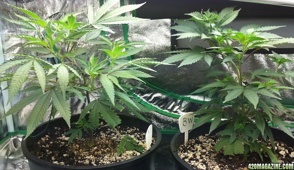 8-28_Purple_Kush_and_Blue_Widow_clones_from_7-20_new_momma_s_to_be1.JPG