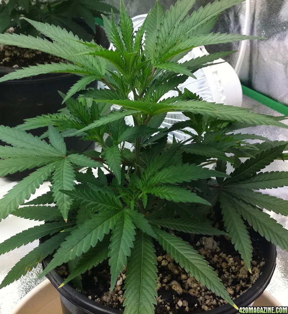 8-28_Sage_clone_2_from_7-29_new_momma_or_smoke1.JPG