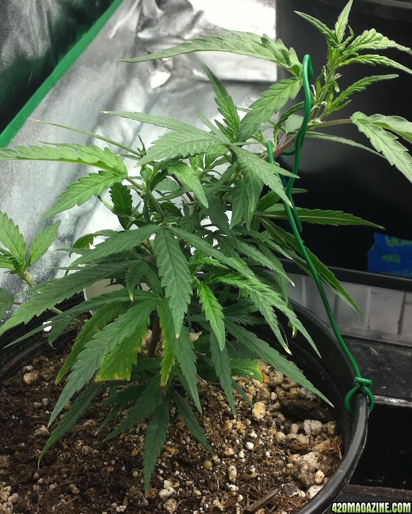 8-28_Train_Wreck_clone_from_7-20_new_momma_to_be1.JPG