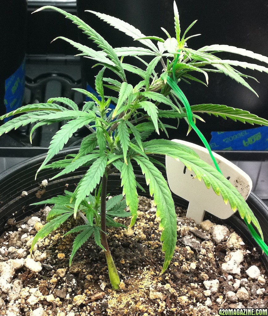 8-28_Train_Wreck_clone_from_7-29_new_momma_or_smoke_maybe1.JPG