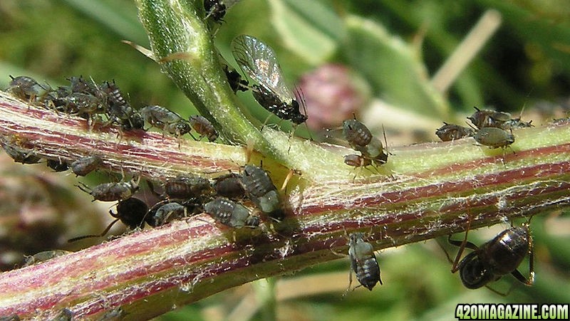 800px-Aphids_01.JPG