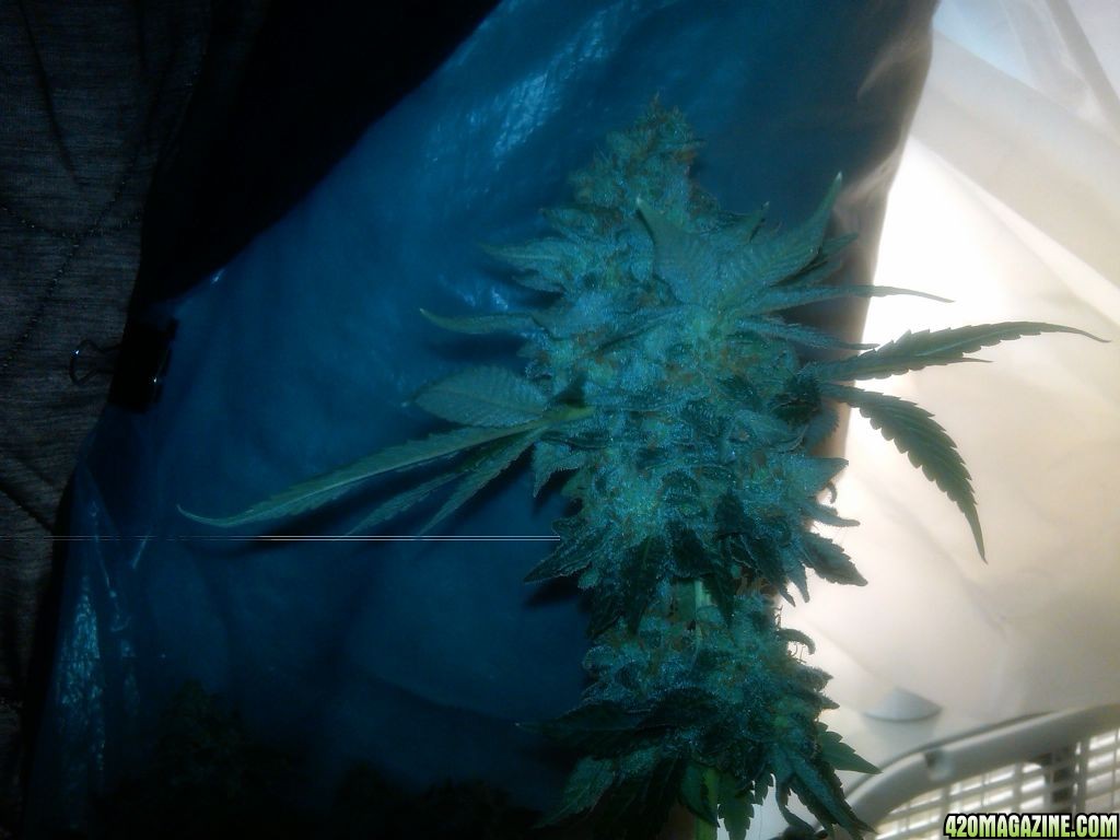 8_19_11_Xenas_biggest_bud_and_her_top_cola.jpg