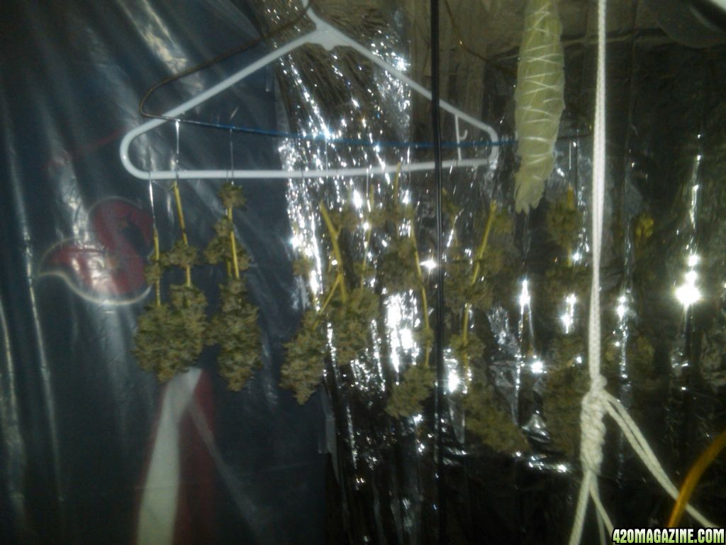 8_23_11_Xenas_buds_are_finally_drying_.jpg