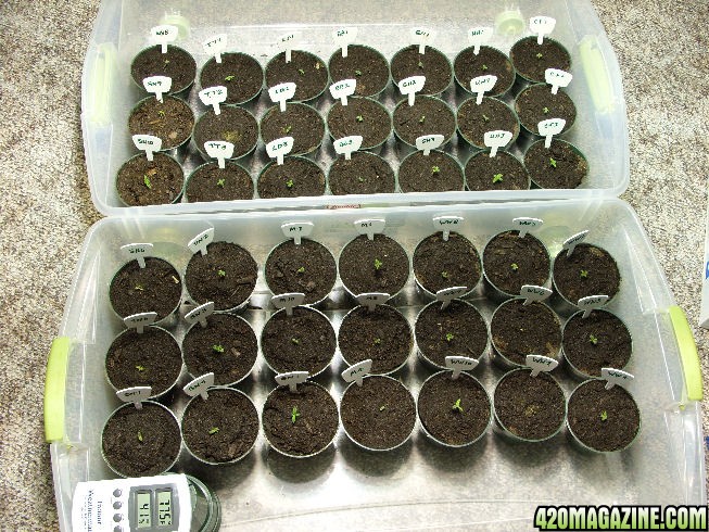 ALL-SproutedTransplanted.jpg