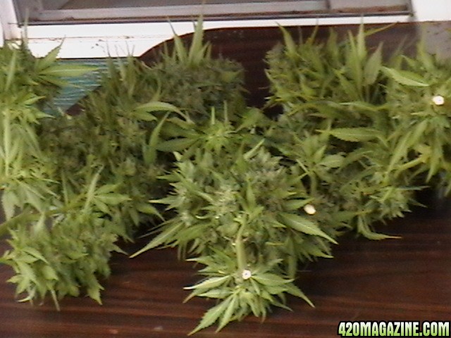A_Great_Day_Harvesting_2012_008.JPG