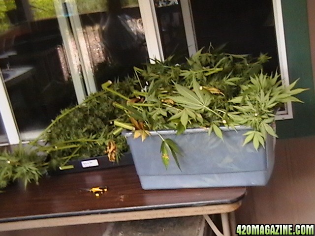 A_Great_Day_Harvesting_2012_009.JPG
