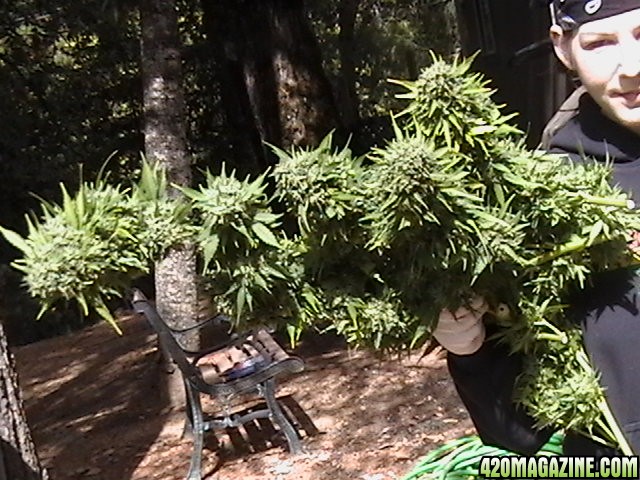 A_Great_Day_Harvesting_2012_027.JPG