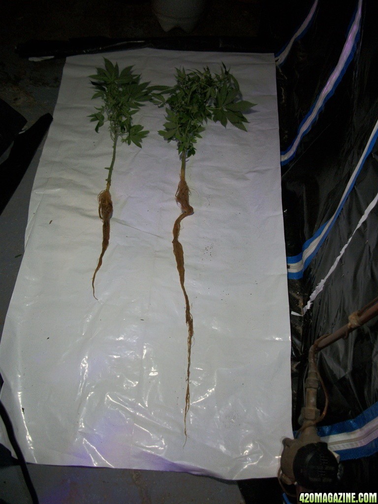 Aeroponic_Grow_System_Male_Cannabis_Roots_-_001.JPG