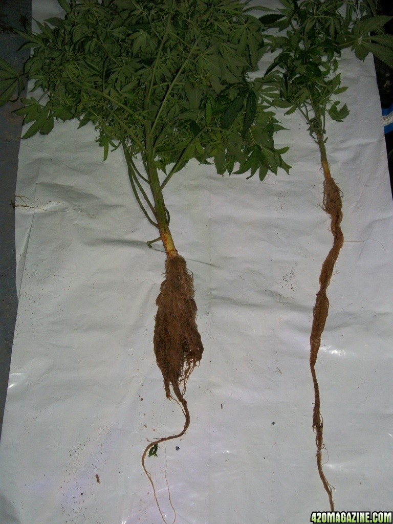 Aeroponic_Grow_System_Male_Cannabis_Roots_-_002.JPG