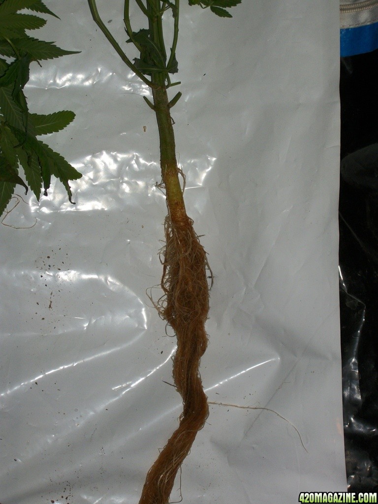 Aeroponic_Grow_System_Male_Cannabis_Roots_-_006.JPG