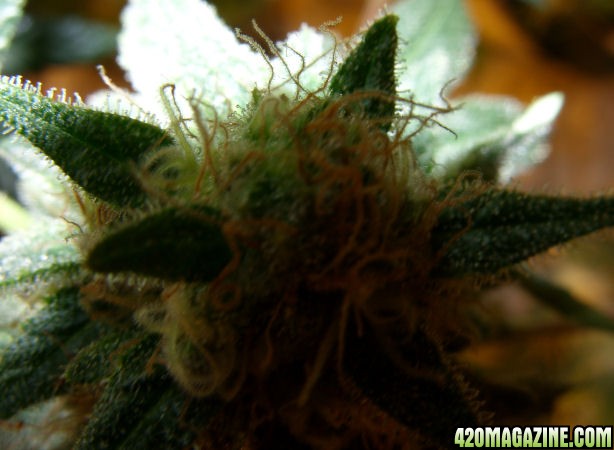 Apr4-Medijuana-BudNewGrowth.JPG