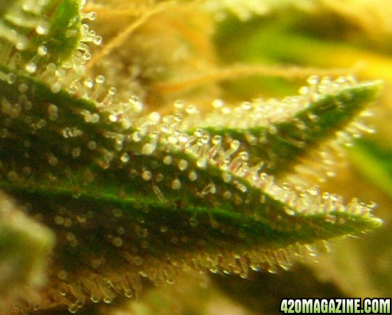 Apr4-Medijuana-LeafyTrichs2_FlowerDay56.JPG