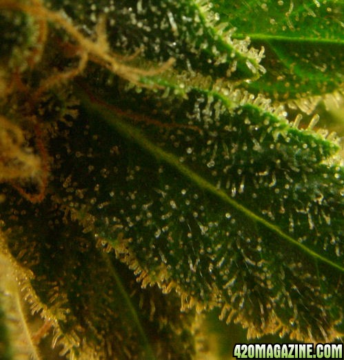 Apr4-Medijuana-LeafyTrichs_FlowerDay56.JPG
