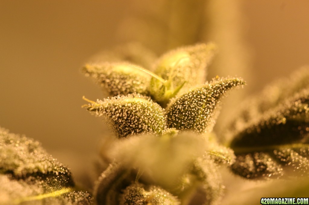 Atly_seed_pods_and_trichomes_4_Feb_26_2016.JPG