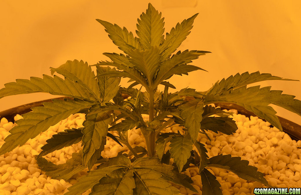 Berry_Ryder_at_25_days_from_seed_1.jpg