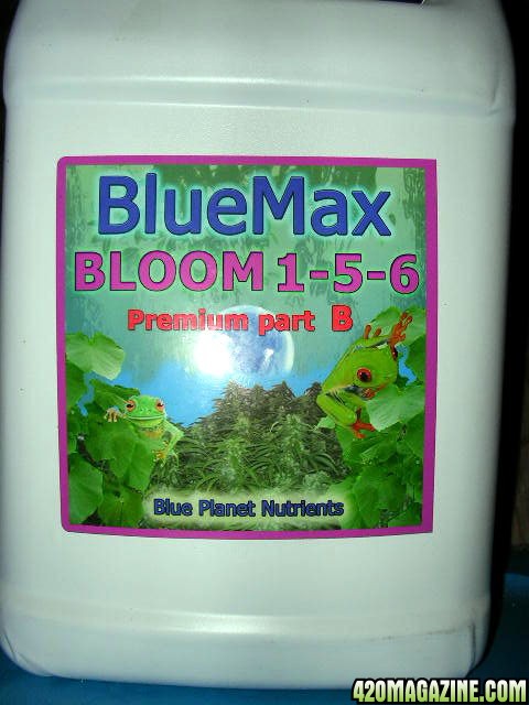 BlueMax_Bloom_front_.JPG