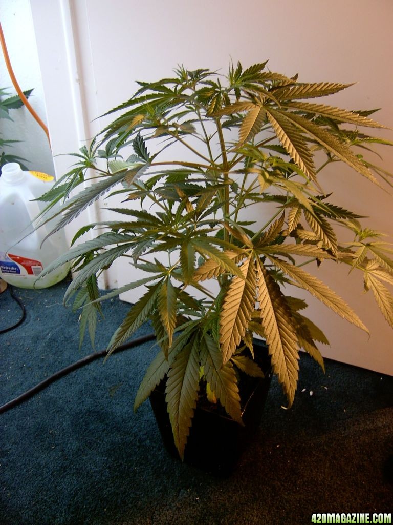 Blue_Cheese_mother_plant.jpg