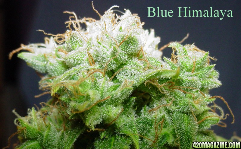 Blue_Himalaya_HiRes_Closeup_11-18-10.JPG